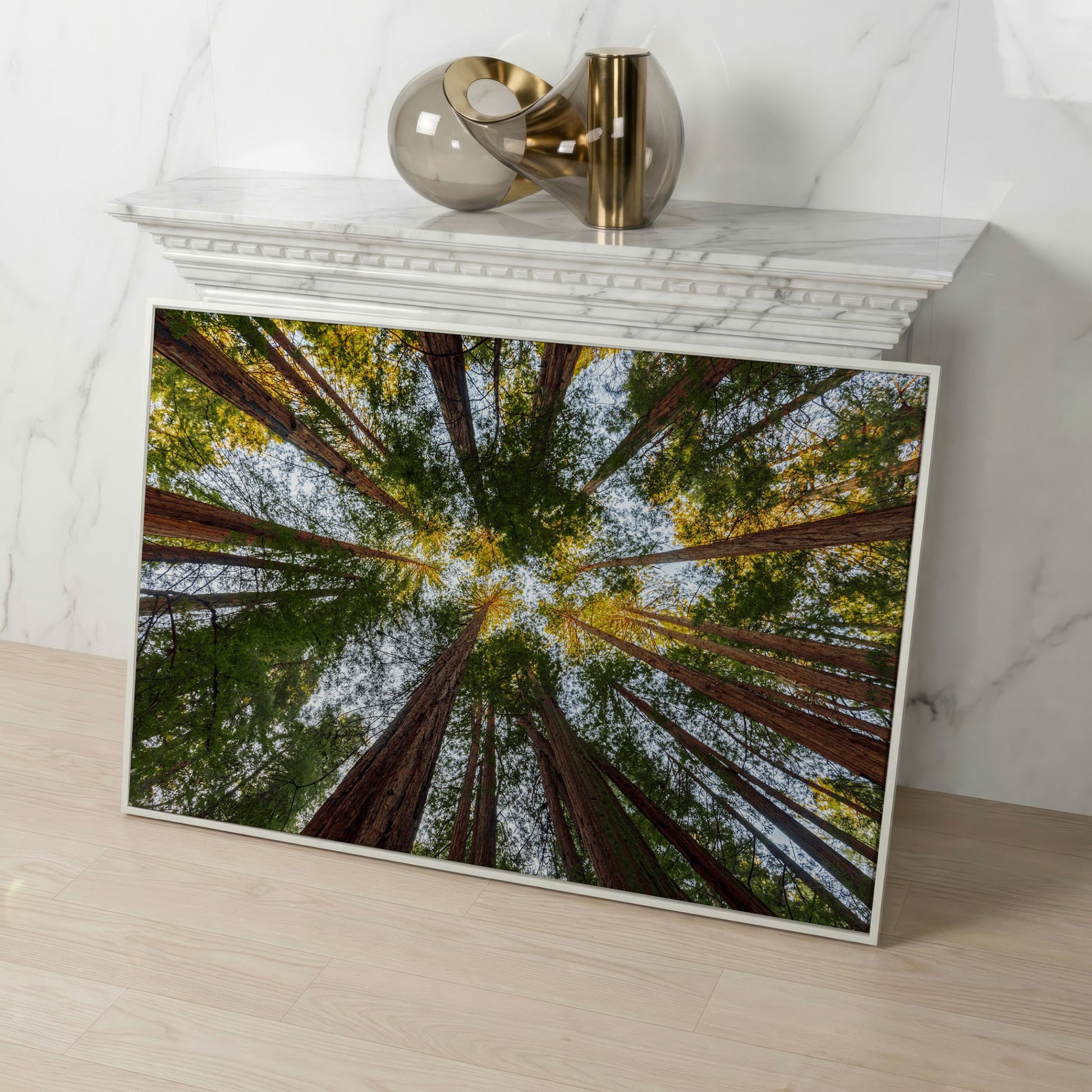 Looking Up Through the Redwoods: Forest Floor Canvas Art in white floating frame
