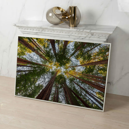 Looking Up Through the Redwoods: Forest Floor Canvas Art in white floating frame