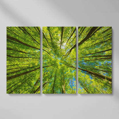 Looking Up Through a Forest Canopy Canvas Wall Art as 3-panel split version