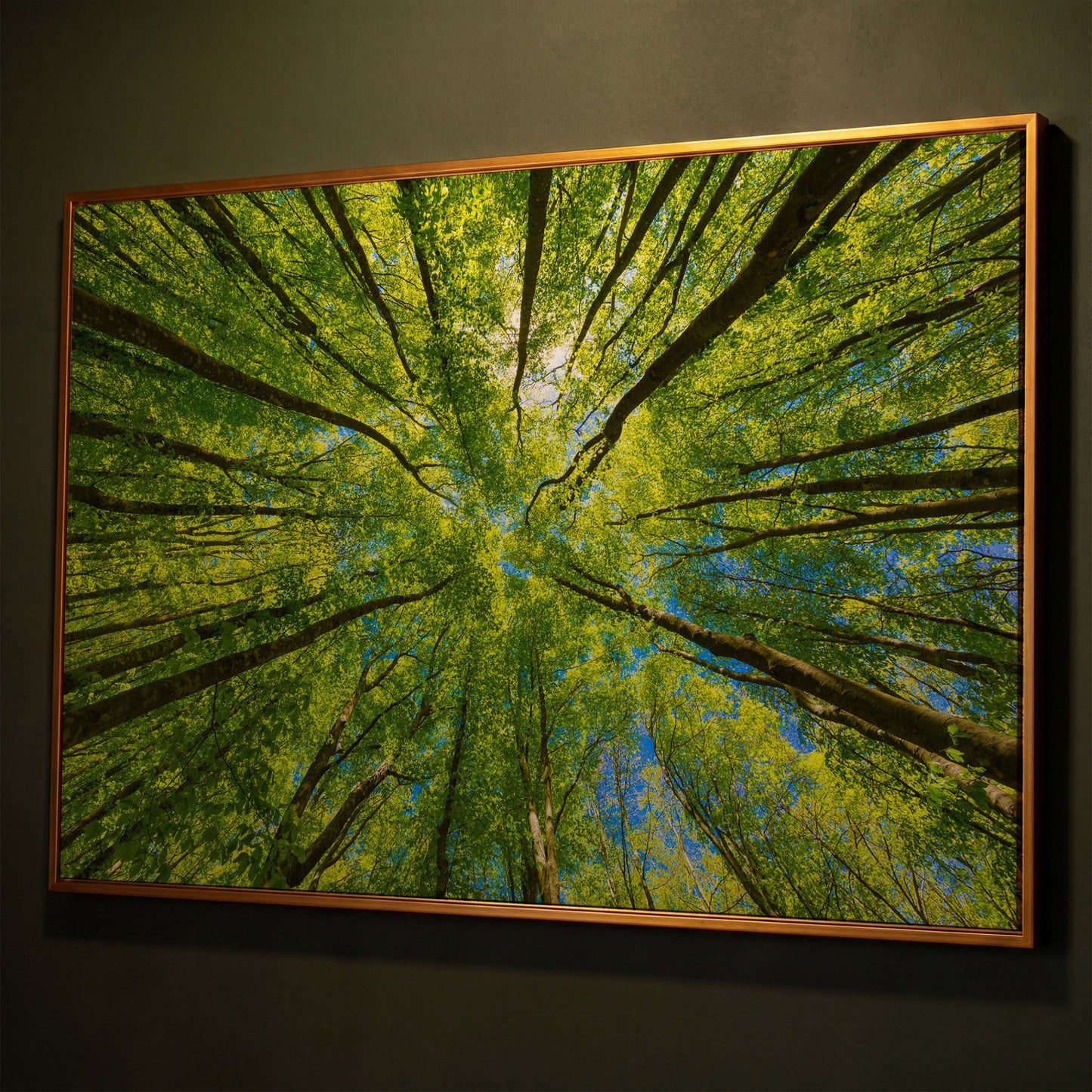 Looking Up Through a Forest Canopy Canvas Wall Art shown in antique gold floating frame