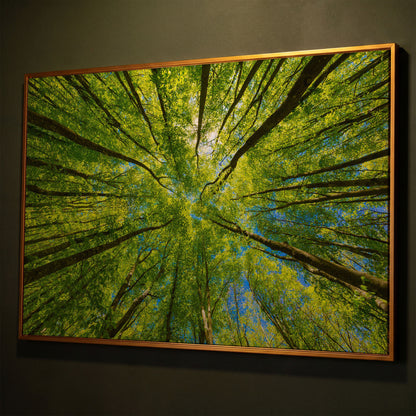 Looking Up Through a Forest Canopy Canvas Wall Art shown in antique gold floating frame