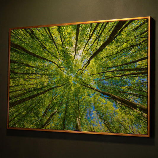 Looking Up Through a Forest Canopy Canvas Wall Art shown in antique gold floating frame