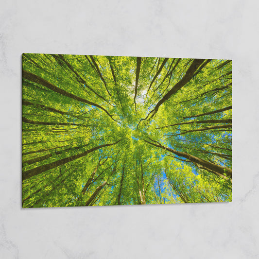 Looking Up Through a Forest Canopy Canvas Wall Art on gallery wrap
