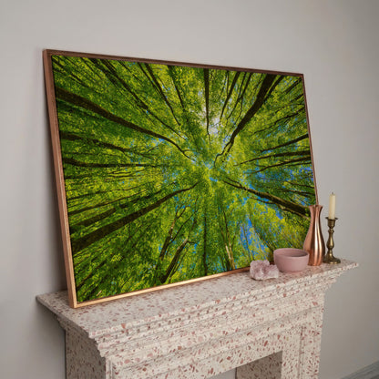 Looking Up Through a Forest Canopy Canvas Wall Art in rose gold floating frame