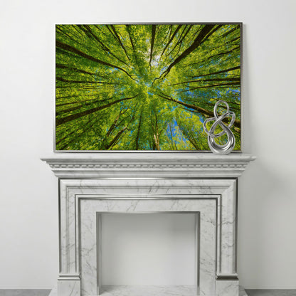 Looking Up Through a Forest Canopy Canvas Wall Art in silver floating frame