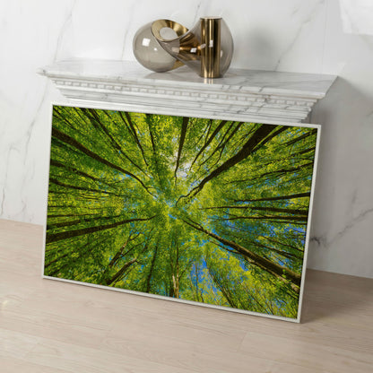 Looking Up Through a Forest Canopy Canvas Wall Art in white floating frame