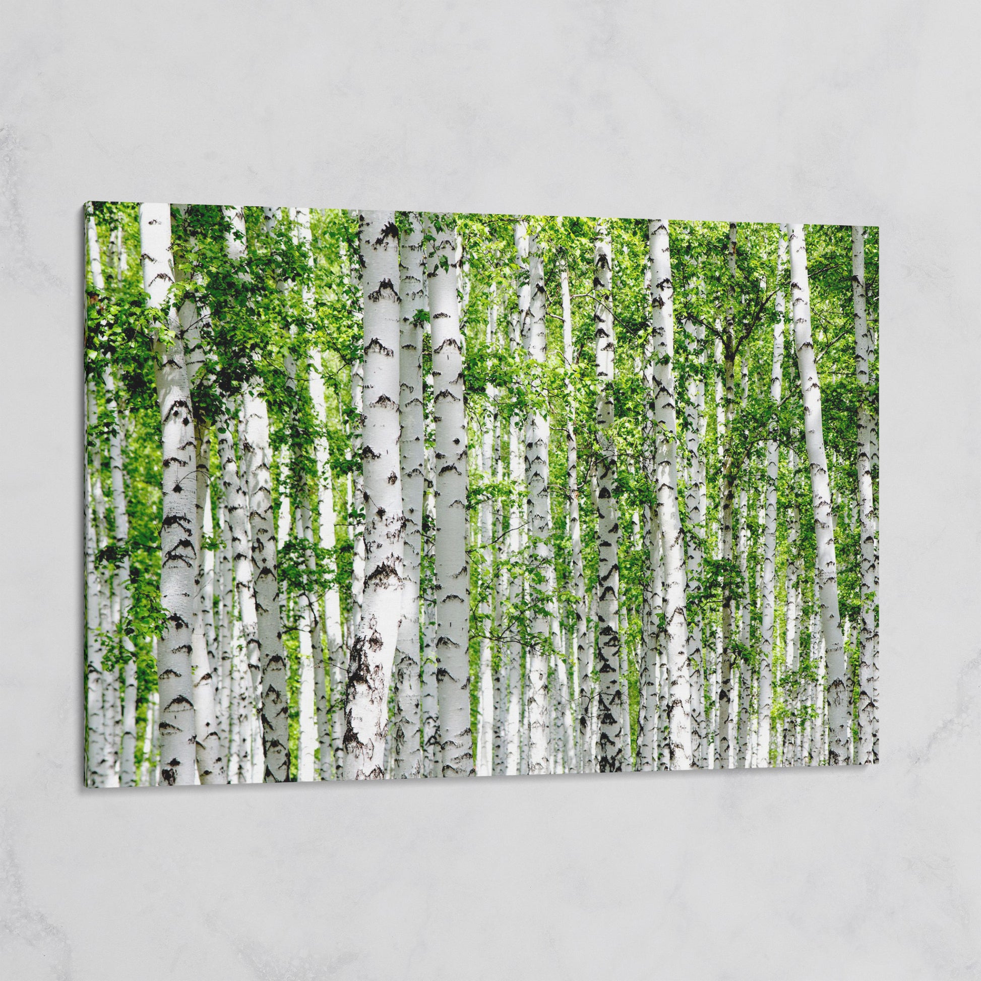 Birch Forest Canvas Wall Art, Sage Green Woodland Landscape on gallery wrap