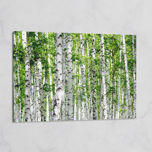 Birch Forest Canvas Wall Art, Sage Green Woodland Landscape on gallery wrap