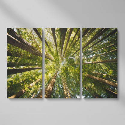 Looking Up Through the Forest Canopy, Canvas Wall Art as 3-panel split version