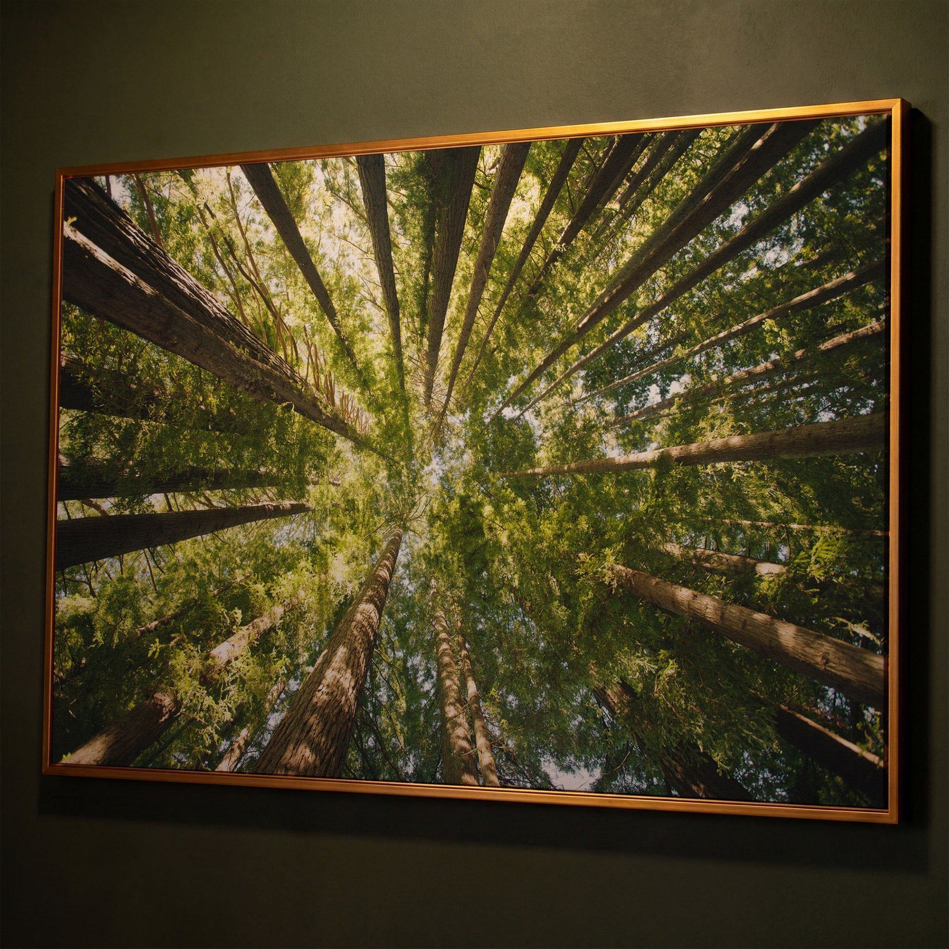Looking Up Through the Forest Canopy, Canvas Wall Art shown in antique gold floating frame