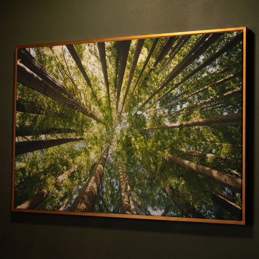 Looking Up Through the Forest Canopy, Canvas Wall Art shown in antique gold floating frame