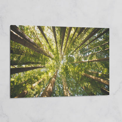Looking Up Through the Forest Canopy, Canvas Wall Art on gallery wrap