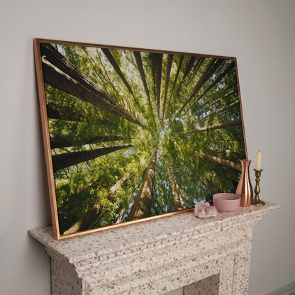 Looking Up Through the Forest Canopy, Canvas Wall Art in rose gold floating frame