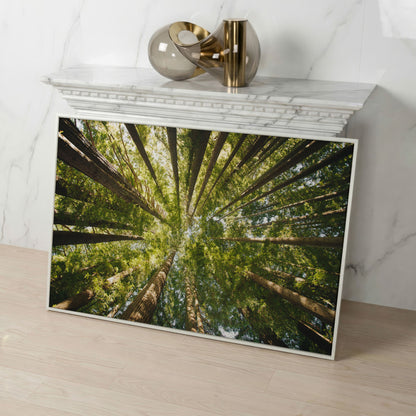 Looking Up Through the Forest Canopy, Canvas Wall Art in white floating frame