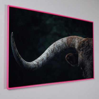 Bull Close-Up Canvas Wall Art, Rustic Farmhouse and Western Decor in pink floating frame
