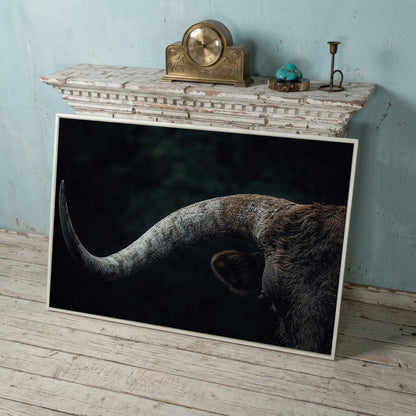 Bull Close-Up Canvas Wall Art, Rustic Farmhouse and Western Decor in white floating frame