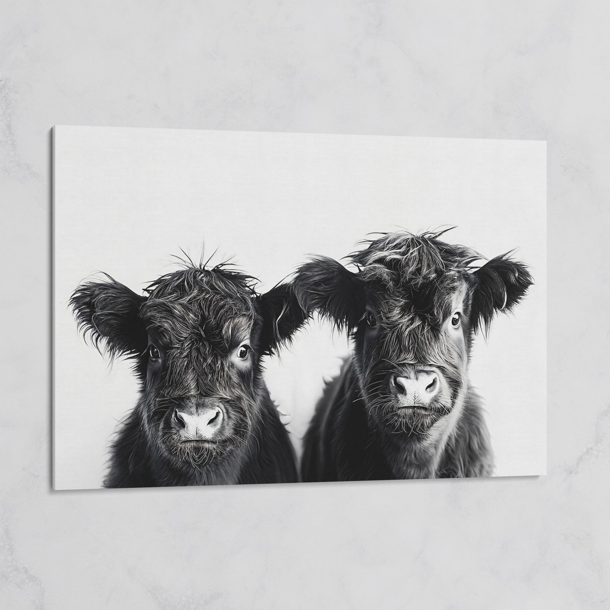 Two Highland Calves Face-On, Black and White Canvas Art on gallery wrap