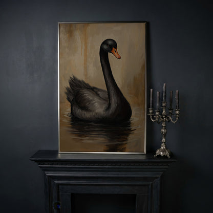Black Swan in Calm Water Canvas Print in silver floating frame
