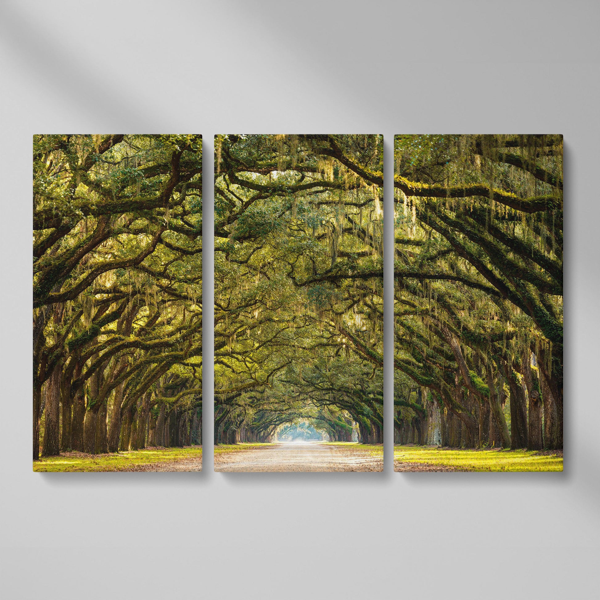 Line of Green Oak Trees Canvas Print as 3-panel split version