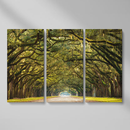 Line of Green Oak Trees Canvas Print as 3-panel split version