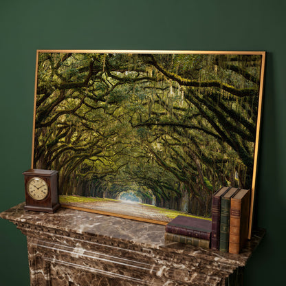 Line of Green Oak Trees Canvas Print in antique gold floating frame