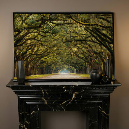 Line of Green Oak Trees Canvas Print in black floating frame