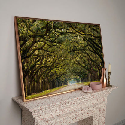 Line of Green Oak Trees Canvas Print in rose gold floating frame