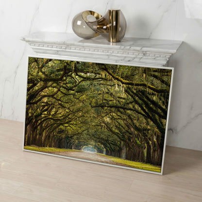 Line of Green Oak Trees Canvas Print in white floating frame
