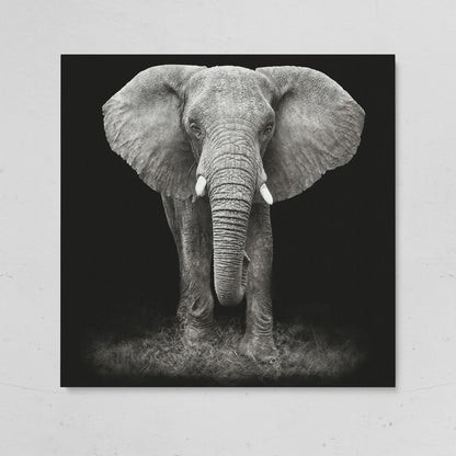 African Elephant Canvas Print, Black and White on gallery wrap