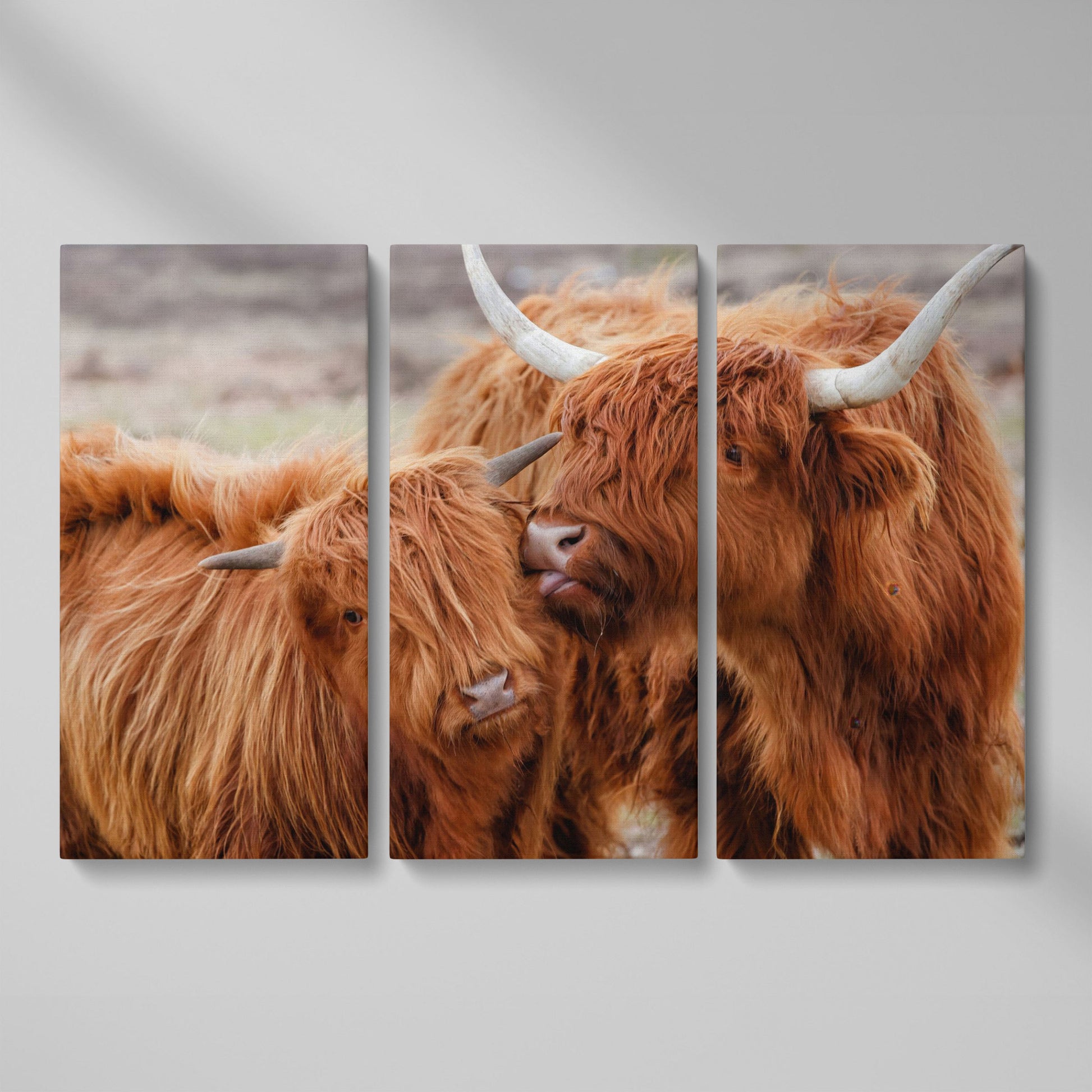 Scottish Highlanders Canvas Print as 3-panel split version