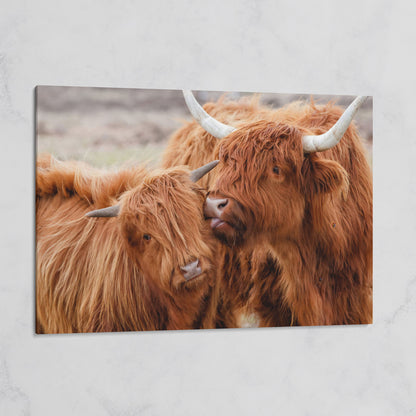 Scottish Highlanders Canvas Print on gallery wrap