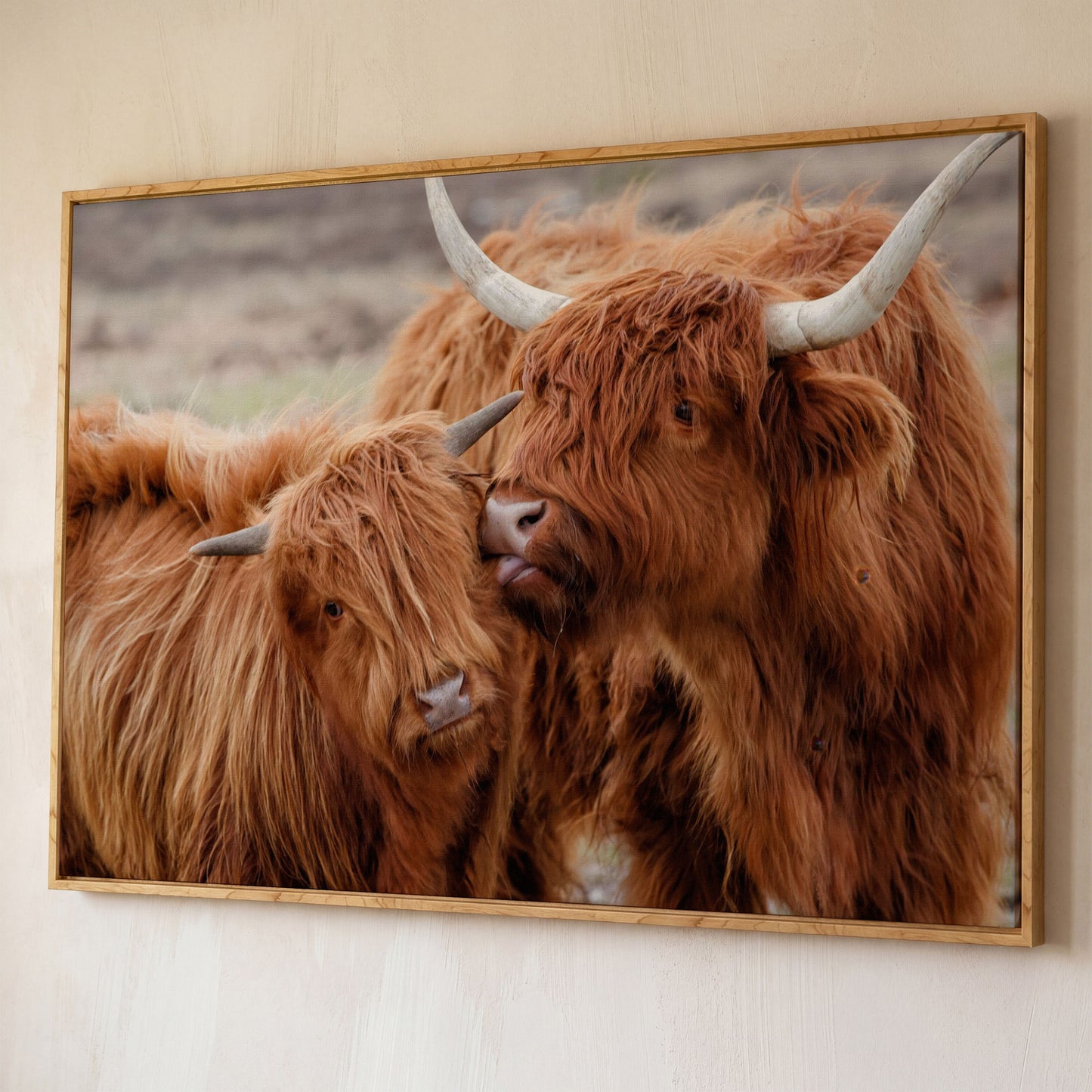 Scottish Highlanders Canvas Print shown in white oak floating frame