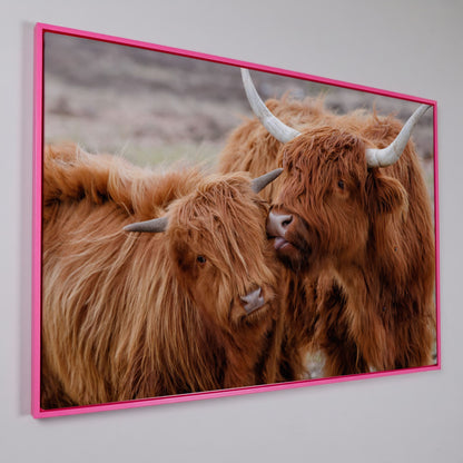 Scottish Highlanders Canvas Print in pink floating frame