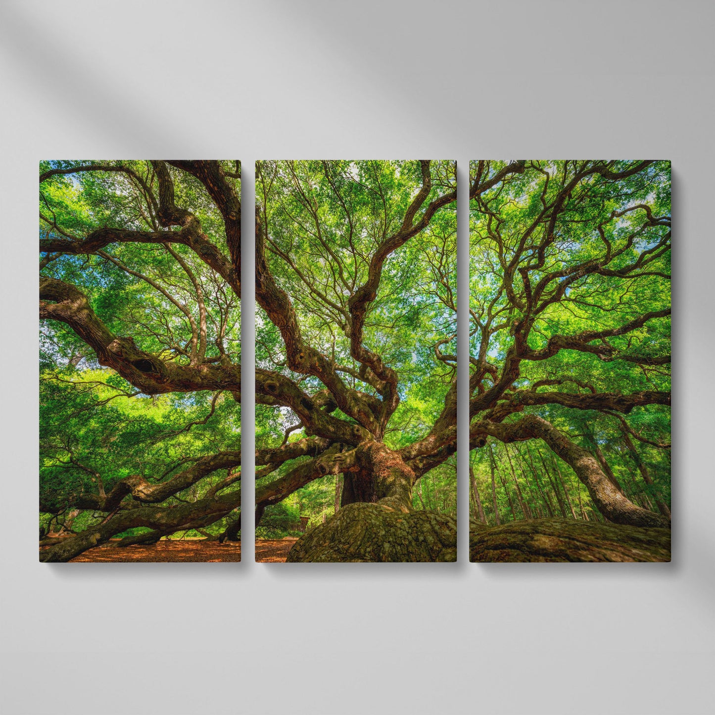 Angel Oak Canvas Print. Charleston Park Landmark as 3-panel split version