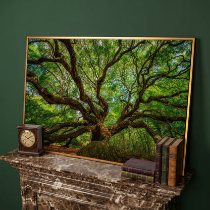 Angel Oak Canvas Print. Charleston Park Landmark in antique gold floating frame