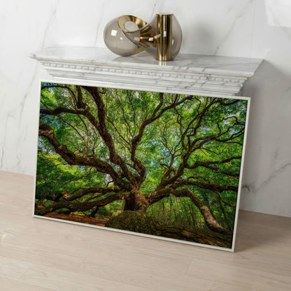 Angel Oak Canvas Print. Charleston Park Landmark in white floating frame