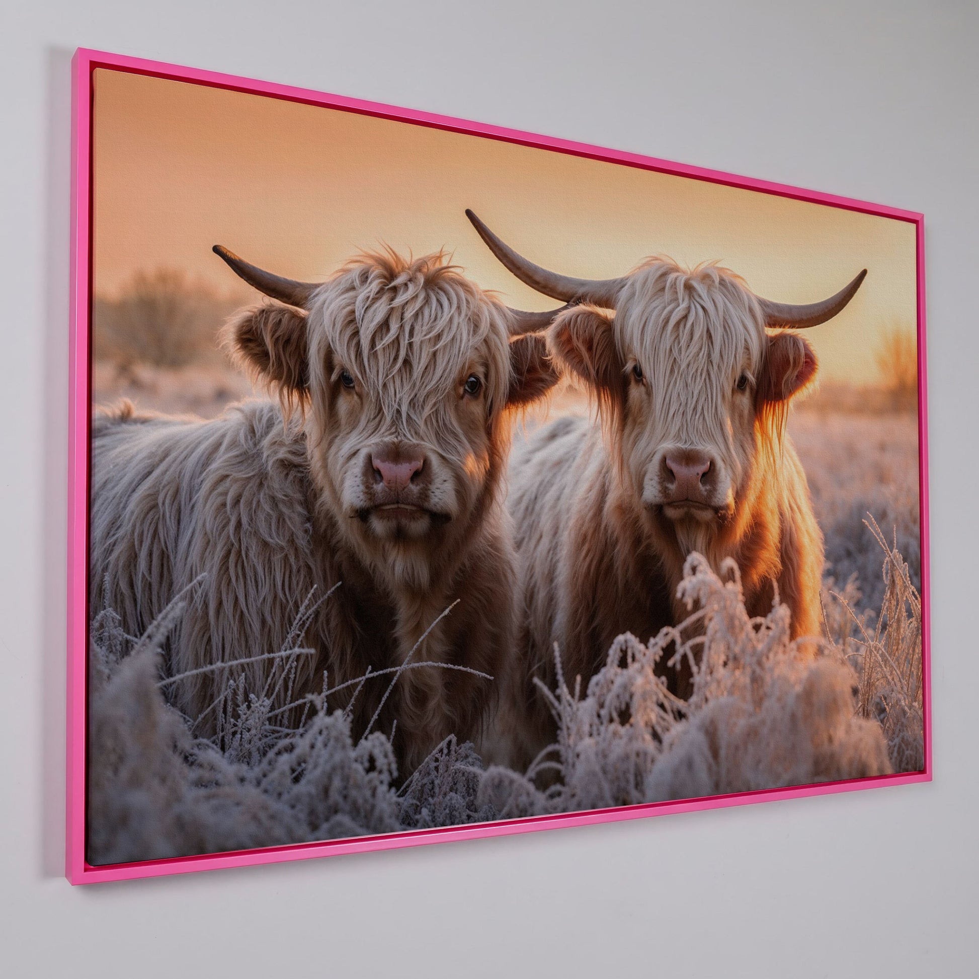 White Scottish Highlanders in Frost Landscape Canvas in pink floating frame