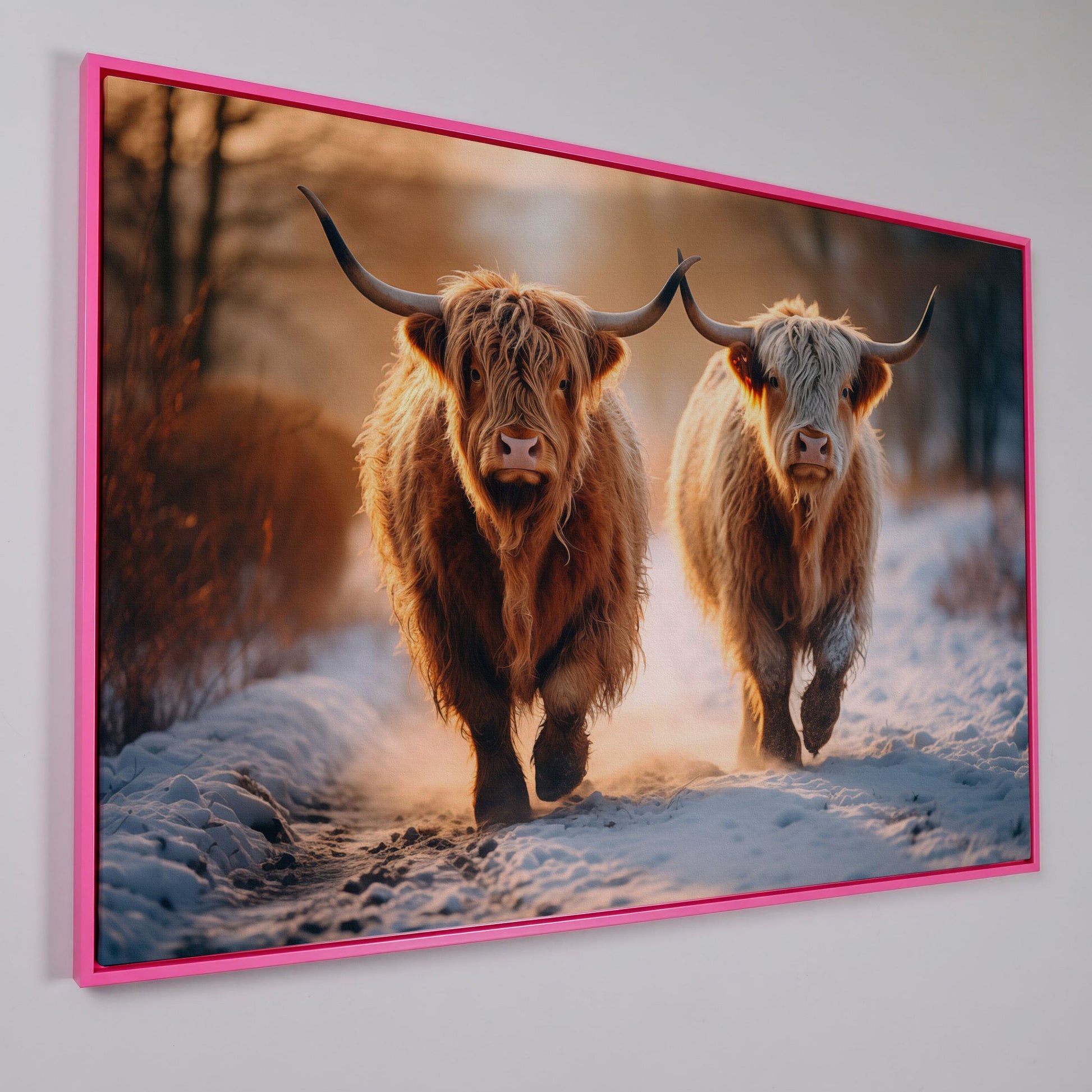 Highland Cows Running in Snow Canvas in pink floating frame