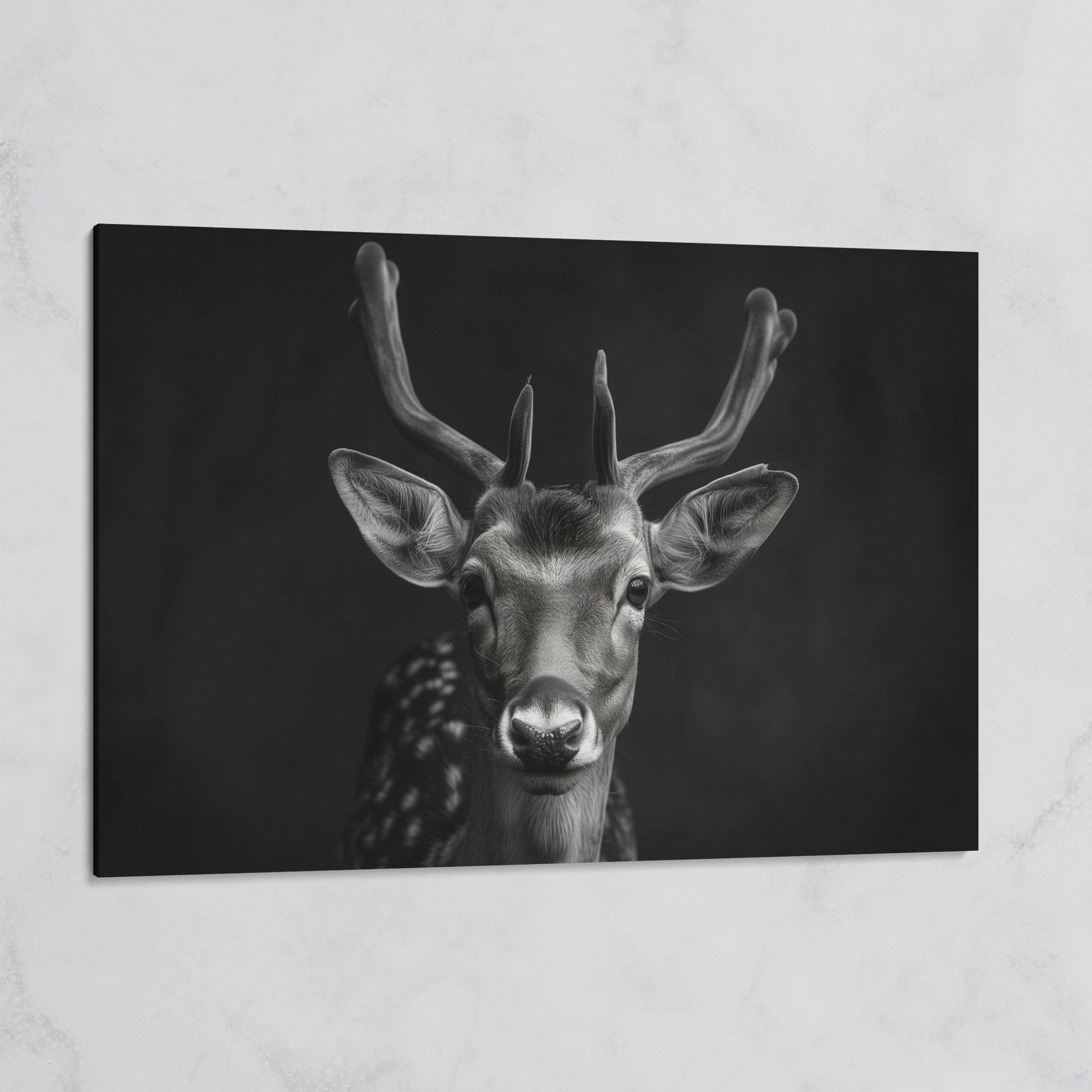 Fawn Portrait Black and White Canvas Print on gallery wrap