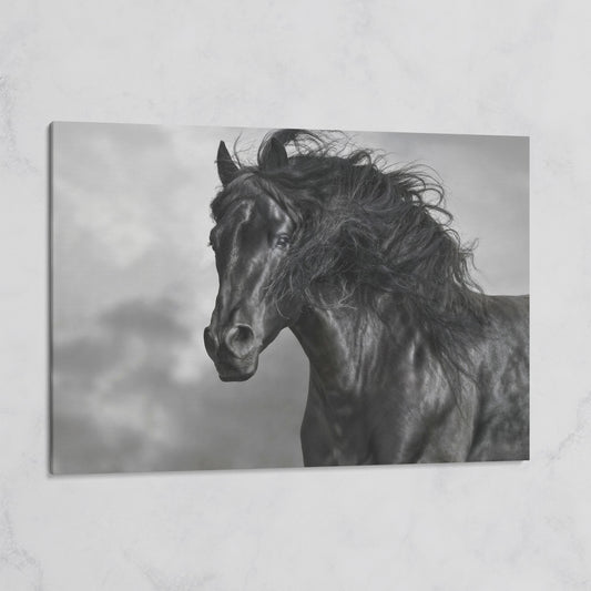 Wild Horse in Black and White Canvas Print on gallery wrap