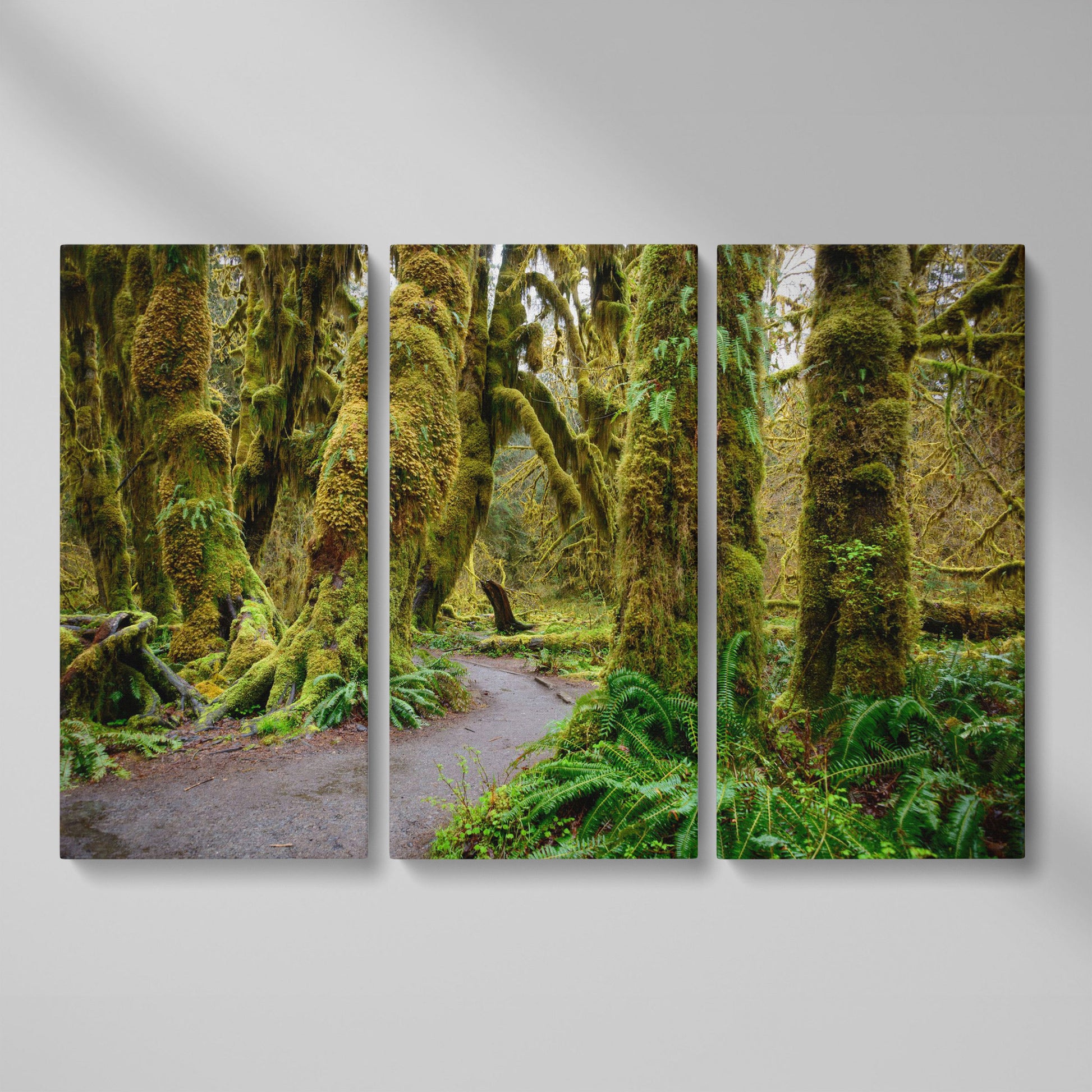 Ferns and Trail in Hoh Rainforest Landscape Canvas as 3-panel split version
