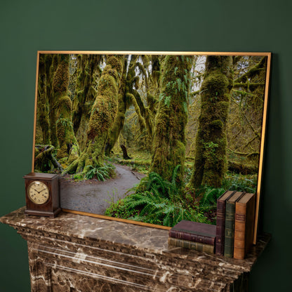 Ferns and Trail in Hoh Rainforest Landscape Canvas in antique gold floating frame