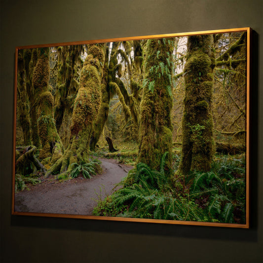 Ferns and Trail in Hoh Rainforest Landscape Canvas shown in antique gold floating frame