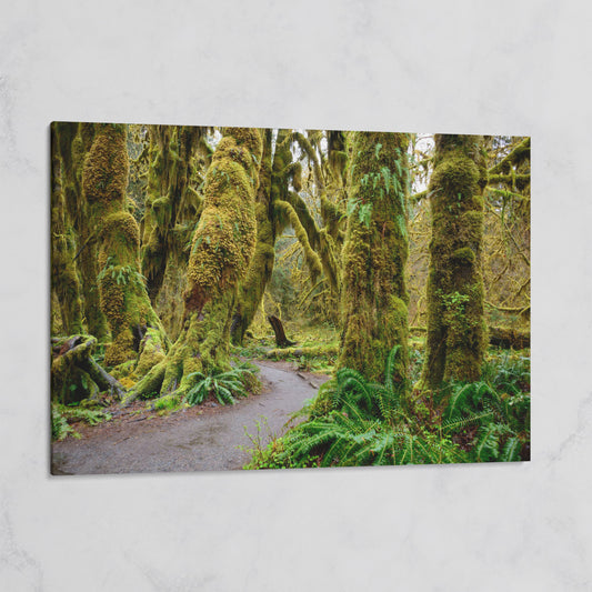 Ferns and Trail in Hoh Rainforest Landscape Canvas on gallery wrap