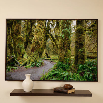 Ferns and Trail in Hoh Rainforest Landscape Canvas in dark walnut floating frame