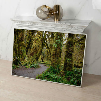 Ferns and Trail in Hoh Rainforest Landscape Canvas in white floating frame