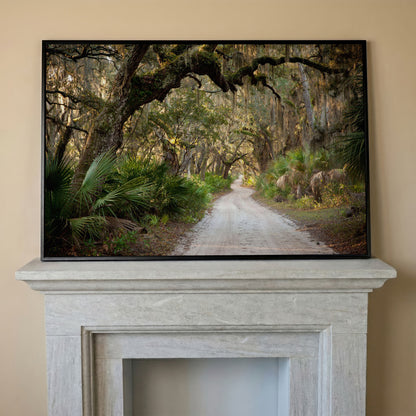 Live Oak Trees Tunnel Canvas Print with Spanish Moss in black floating frame