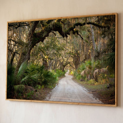 Live Oak Trees Tunnel Canvas Print with Spanish Moss shown in white oak floating frame