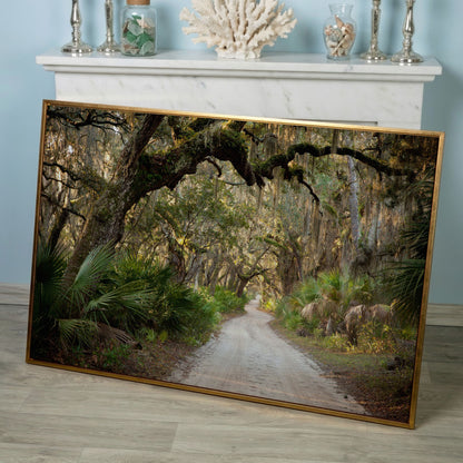 Live Oak Trees Tunnel Canvas Print with Spanish Moss in rose gold floating frame