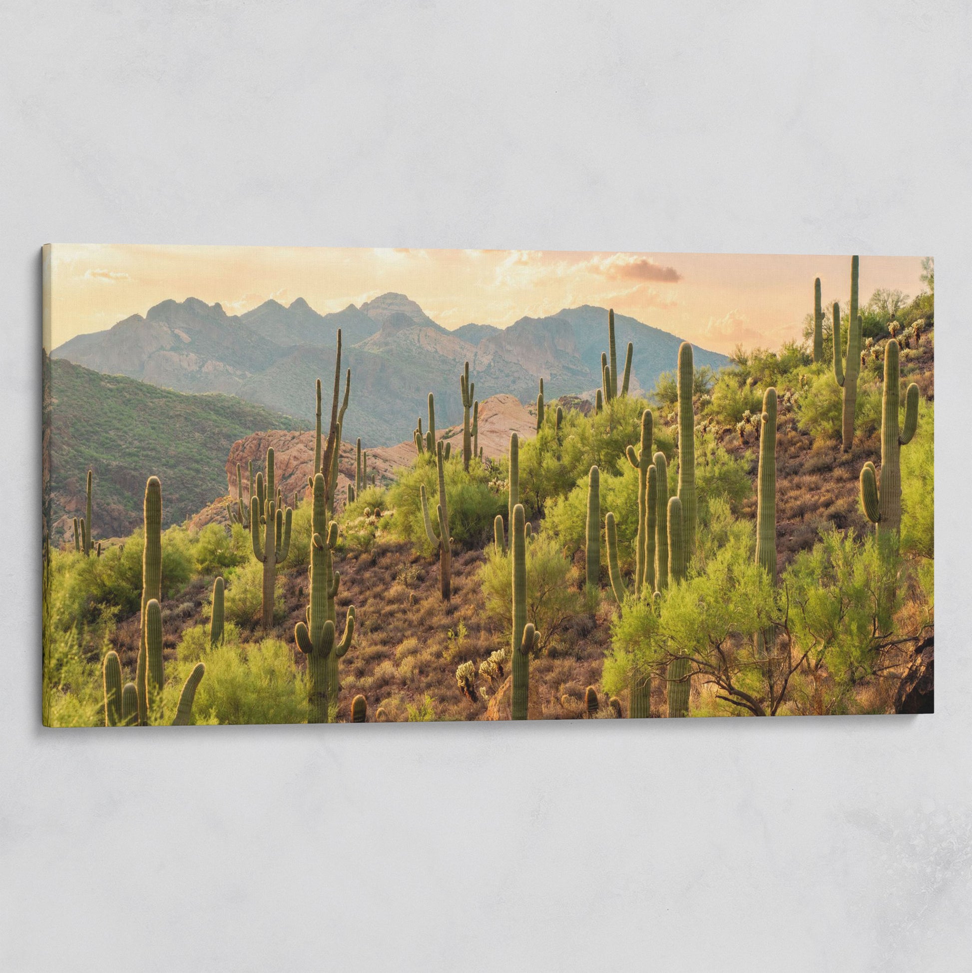 Bulldog Canyon Desert Cactus Canvas on gallery wrap